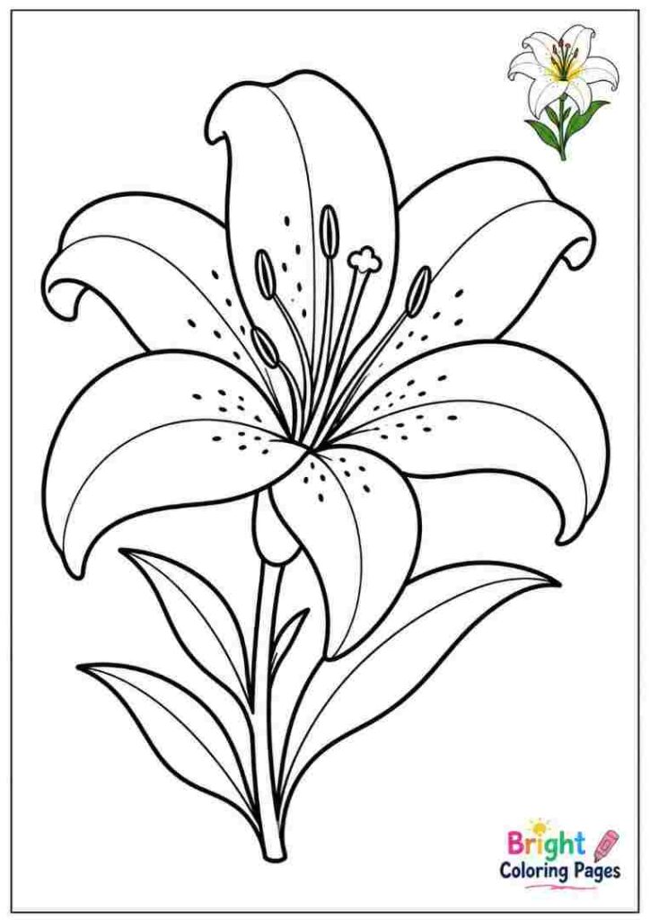 Pretty Lily Coloring Page for preschool kids 