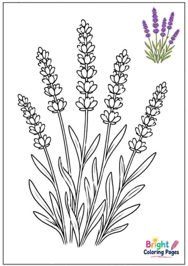 Lavender Sprigs Coloring Page for children 
