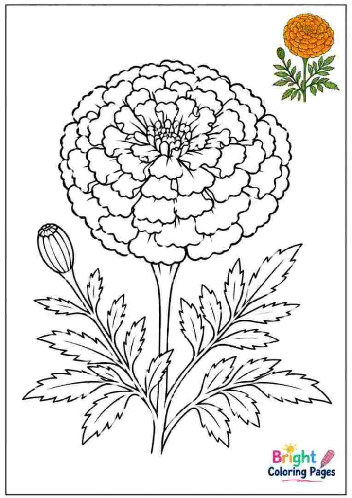 Marigold Coloring Page for kids 
