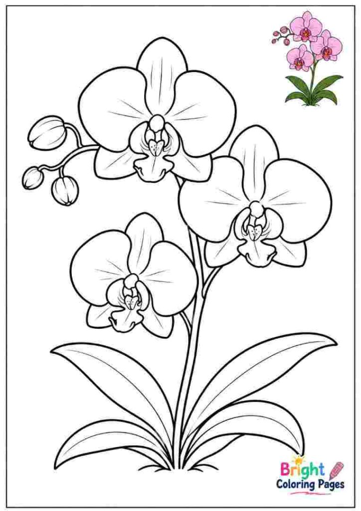 Simple Orchid Coloring Page for kids 