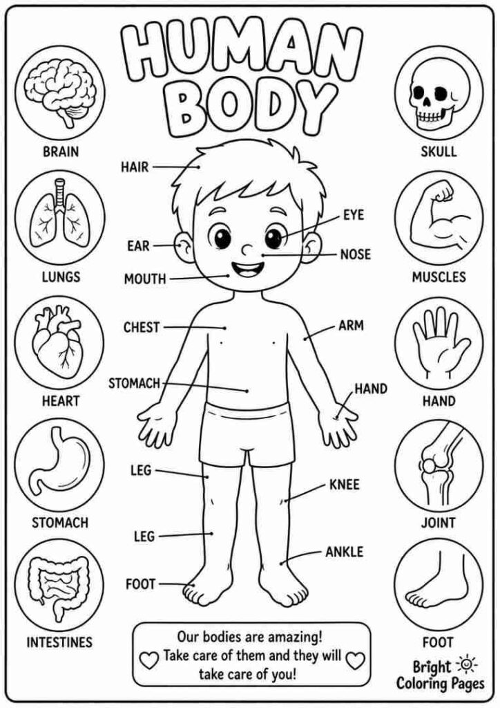 Human Body Parts Coloring page for kids 
